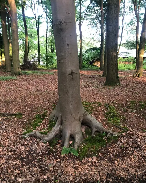 De wortels van een grote boom spreiden zich breed uit over de bosgrond