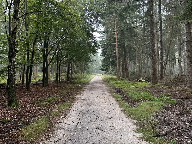 Een recht bospad tussen hoge dennen en loofbomen