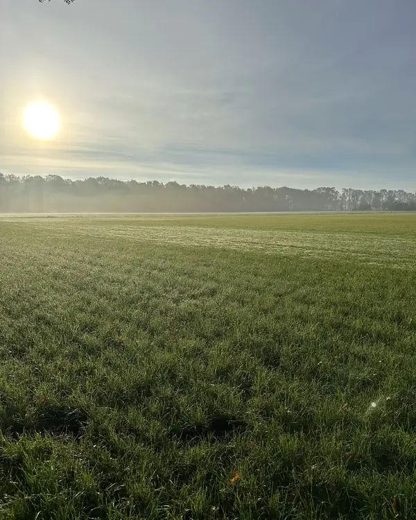 Een stil grasveld in de vroege ochtend, met nevel boven de bosrand en een laagstaande zon