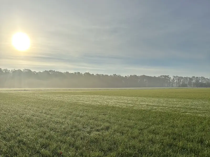 De zon komt op boven een weiland in de ochtendnevel