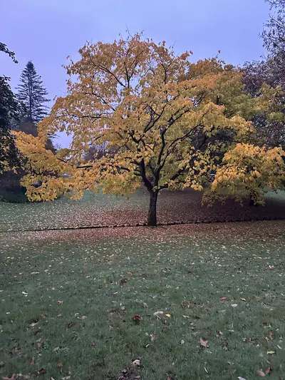 Een boom in goudgele herfstkleuren op een grasveld vol gevallen blad