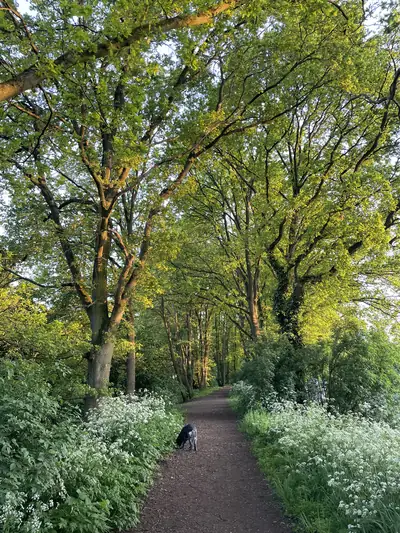 Een bospad tussen bloeiend fluitenkruid, met een hond op het pad
