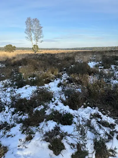 Een berk op de heide met sneeuw tussen de heidestruiken