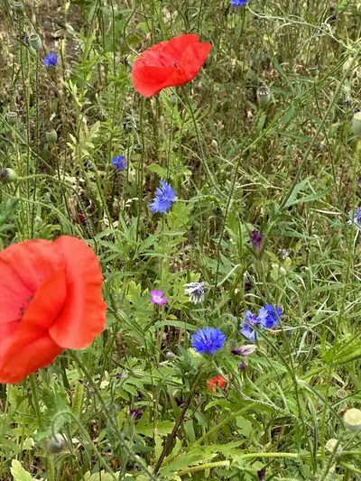 Rode klaprozen en blauwe korenbloemen in een bloeiende berm
