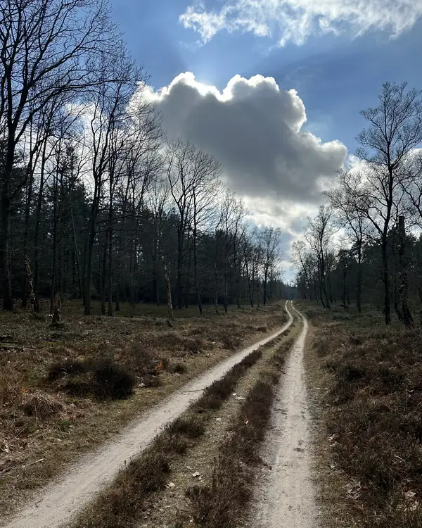 Een zandpad loopt over de heide het bos in, onder een grote witte wolk